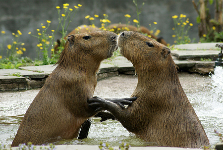 capybaras.jpg